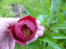 Paeonia Charles Burgges