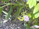 Clematita