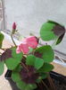 IMG_20140515_142808