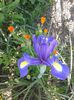 iris