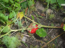 DSCF0350