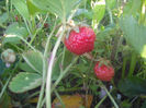 DSCF0352