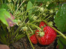 DSCF0355