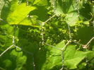 DSCF0379