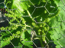 DSCF0380