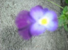 DSCF0384