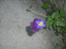 DSCF0385