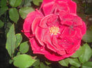 DSCF0386