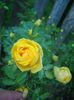 R. foetida persiana• "Austin Cemetery" • Jaune ancien (lutea) • Jaune de Perse