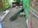 IMG_2087