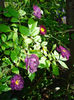 Violette