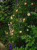 DSC00236
