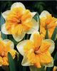 narcise orangery.1,49 lei