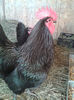 cocos australorp