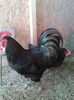 australorp