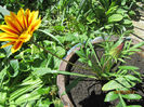 Gazania