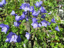 Clopotei