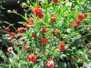 Geum Coccineum Chiloense