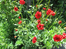 Geum Coccineum Chiloense