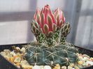 Gymnocalycium baldianum