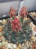 Gymnocalycium baldianum