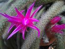 disocactus flagelliformis