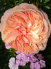 DSC00209