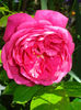 DSC00136