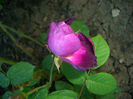'Cardinal de Richelieu' • Rose Van Sian