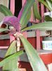 DSCF0542