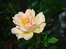 Phyllis Bide