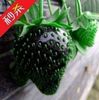 400-font-b-SEEDS-b-font-HERMETIC-PACKAGE-BLACK-font-b-STRAWBERRY-b-font-font-b