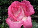 Picture My plants 232