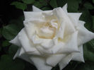 Picture My plants 233