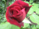 Picture My plants 235