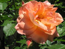 Picture My plants 237