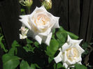 Picture My plants 238