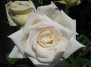Picture My plants 239