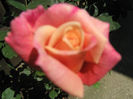 Picture My plants 240