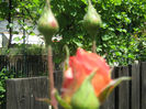 Picture My plants 241