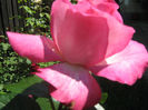 Picture My plants 243