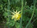 aquilegia Denver Gold