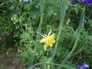 aquilegia Denver Gold