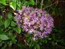 Allium Purple Sensation (2014, May 13)