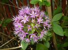 Allium Purple Sensation (2014, May 13)