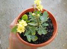 kalanchoe  galben