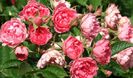grootendoorst-rose-cluster