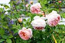 Abraham Darby