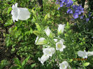 Campanula medium