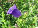 Campanula medium